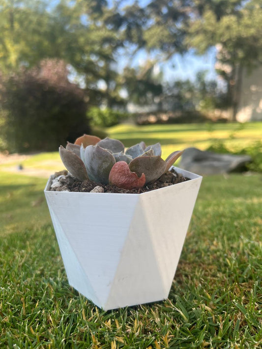 Maceta Hexagonal